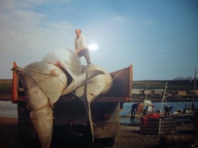 Hvað hefur gerst hjá Steingrími J Sigfússyni eftir að hann varð ráðherra?