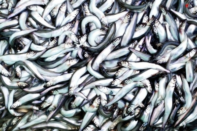 S&eacute;rkjarasamningur starfsmanna &iacute; fiskimj&ouml;lsverksmi&eth;ju HB Granda &aacute; Akranesi sam&thorn;ykktur