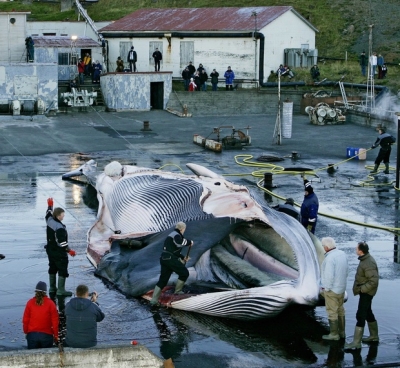 Atvinnuástandið á Akranesi nokkuð gott